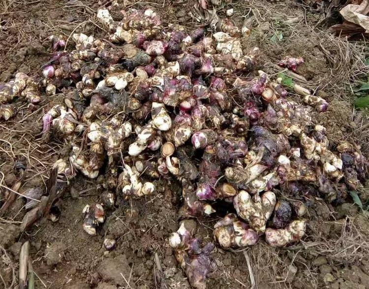 芭蕉芋淀粉加工難度較大的兩個(gè)環(huán)節是什么？