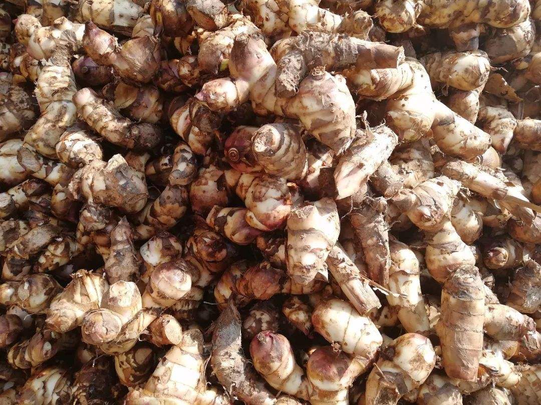 芭蕉芋淀粉加工難度較大的兩個(gè)環(huán)節是什么？